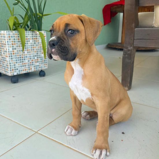 rosie 0